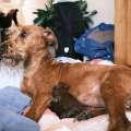 250603_JULIE_GEBURT_WELPEN_FUJI0393
